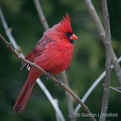 Cardinal On A Branch_24792.jpg - Northern Cardinal (Cardinalis cardinalis) photographed at Ottawa, Ontario, Canada.